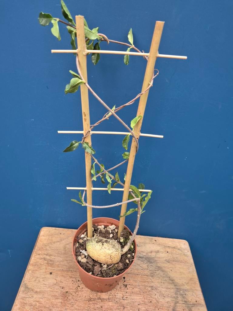 Caudex Fockea Edulis p10 (4), Ophalen of Verzenden, Halfschaduw, Minder dan 100 cm