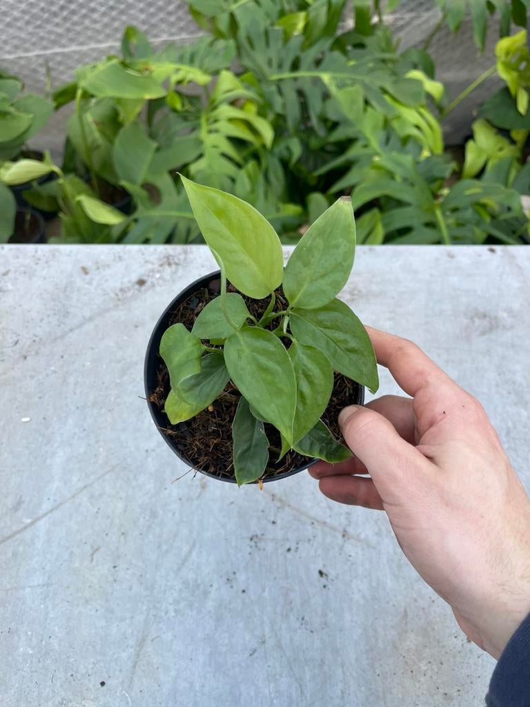 Monstera Praetermissa, Huis en Inrichting, Kamerplanten, Ophalen of Verzenden