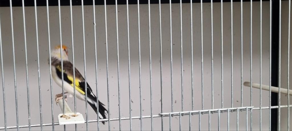 Majoor Putter witkop wildkleur man, Dieren en Toebehoren, Vogels | Overige Vogels, Mannelijk, Wildzangvogel, Geringd