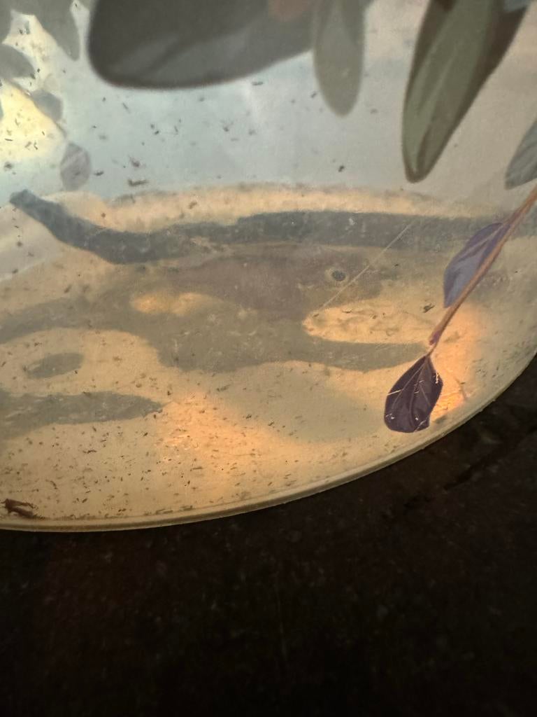 Dwergcyclide kersenbuik vrouw, Dieren en Toebehoren, Vissen | Aquariumvissen, Vis