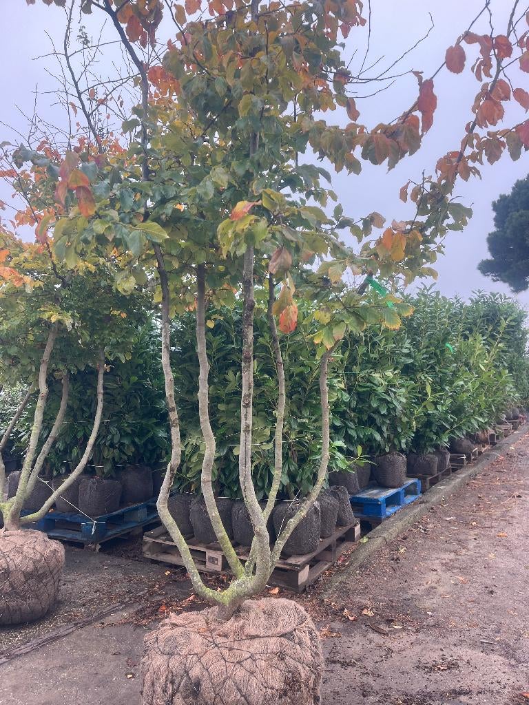 Parrotia persica meerstammig, Perzisch ijzerhout, zeer mooi!, Ophalen, Winter, Halfschaduw, Overige soorten