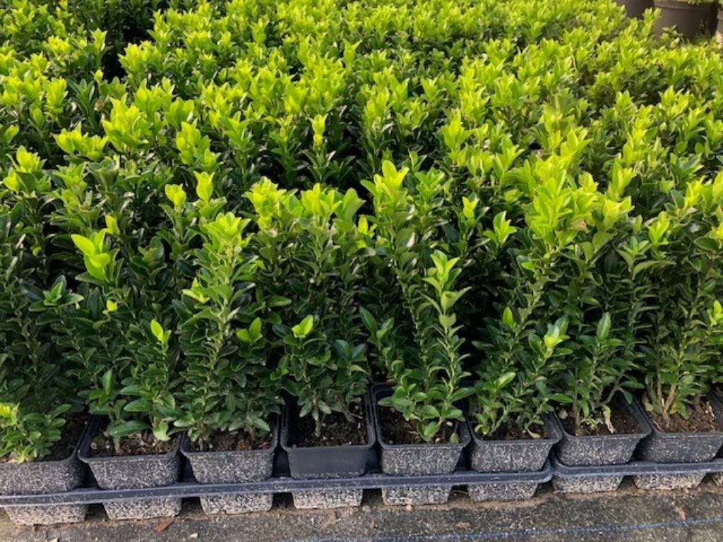 Buxus vervanger, Kardinaalsmuts, Euonymus 'Green Spire' 1,55, Ophalen, Overige soorten, Haag, Minder dan 100 cm