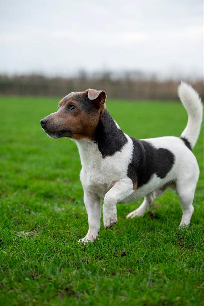 Mooie en lieve jack russel ter dekking, Jack Russell Terriër, Reu, Eén hond, 3 tot 5 jaar