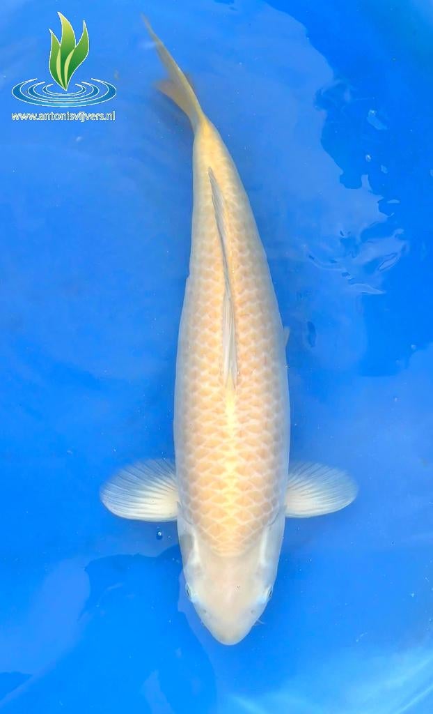 082 Karashigoi, Dieren en Toebehoren, Vissen | Vijvervissen, Karper of Koi