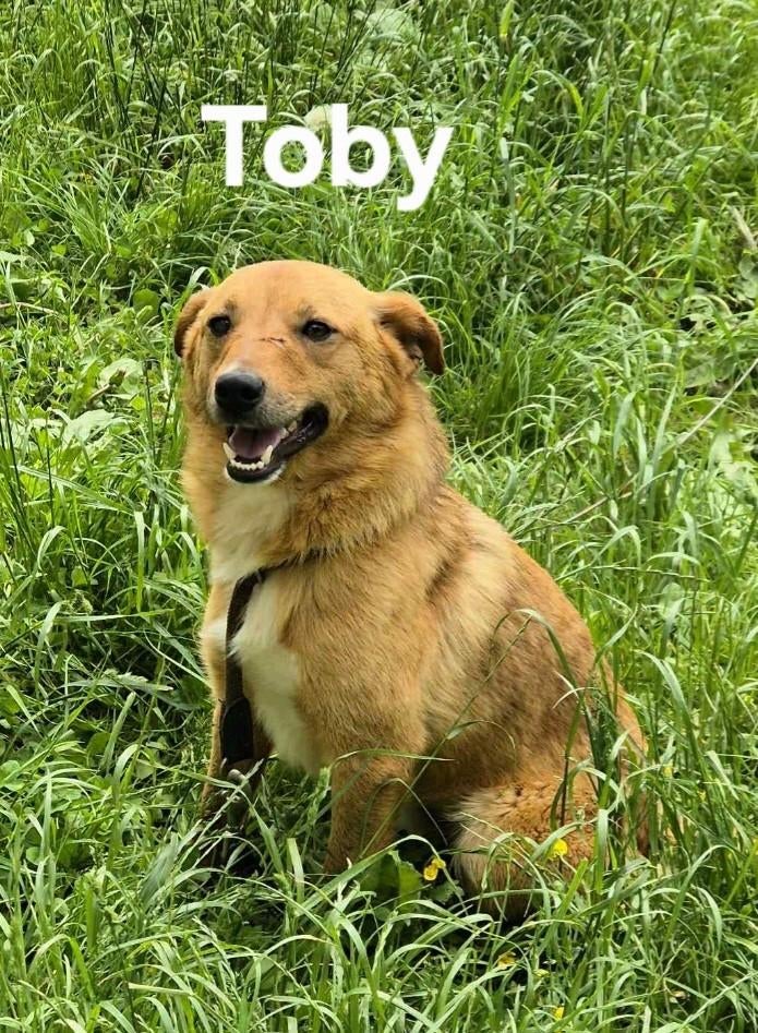 Toby op zoek naar een lief baasje, Particulier, Reu, 1 tot 2 jaar, Buitenland