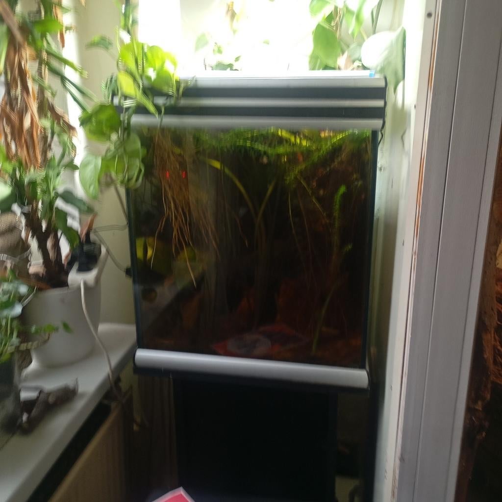 Mooi eheim aquarium met kweekgroep dwergkogelvis, Vis