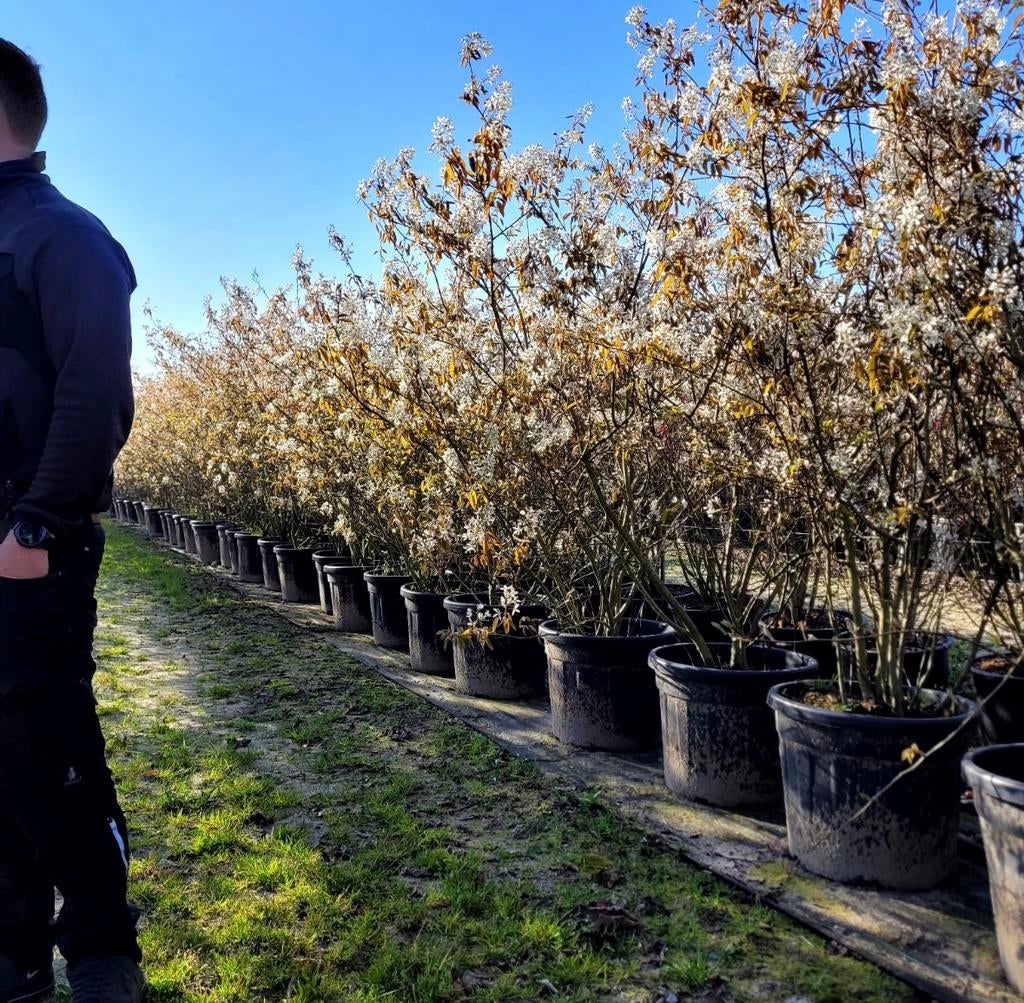 Meerstammige amelanchier lamarckii krentenboom in maten, Tuin en Terras, Planten | Bomen, Overige soorten, Minder dan 100 cm, Volle zon