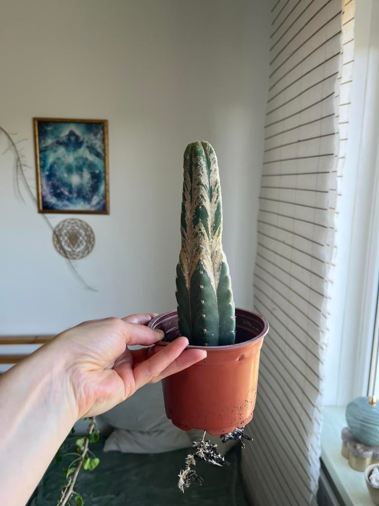 San Pedro Cactus (Trichocereus / Echinopsis pachanoi) – Bio, Huis en Inrichting, Kamerplanten, Ophalen of Verzenden, Halfschaduw