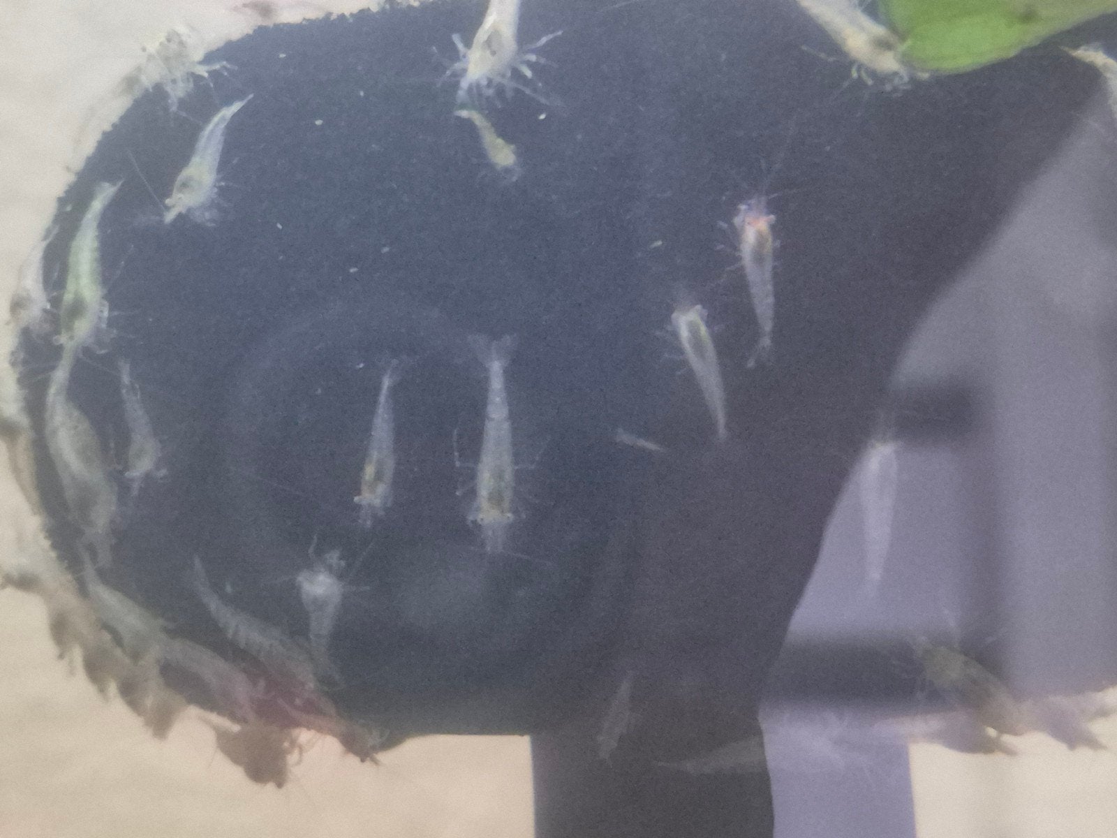 garnalen, Kreeft, Krab of Garnaal