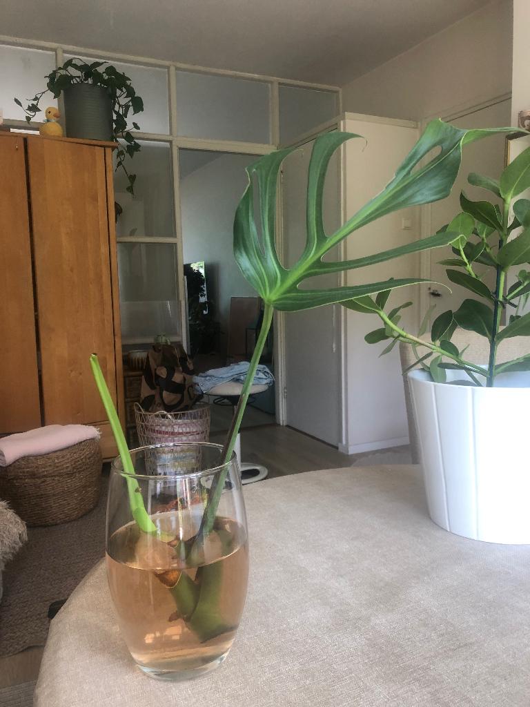 Grote stek Monstera Burle Marx Flame, Huis en Inrichting, Kamerplanten, Ophalen of Verzenden, In pot, Halfschaduw, Minder dan 100 cm
