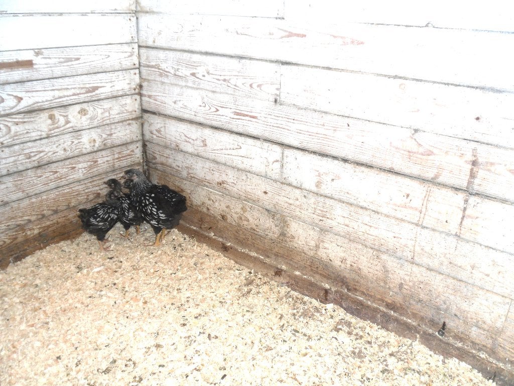 t.k. 4 Wyandotte kuikens groot, Meerdere dieren, Kip