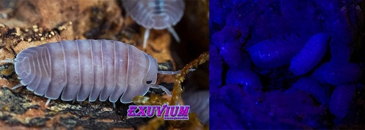Cubaris sp. Thai Angel Blue isopods / pissebedden, Dieren en Toebehoren, Overige soorten