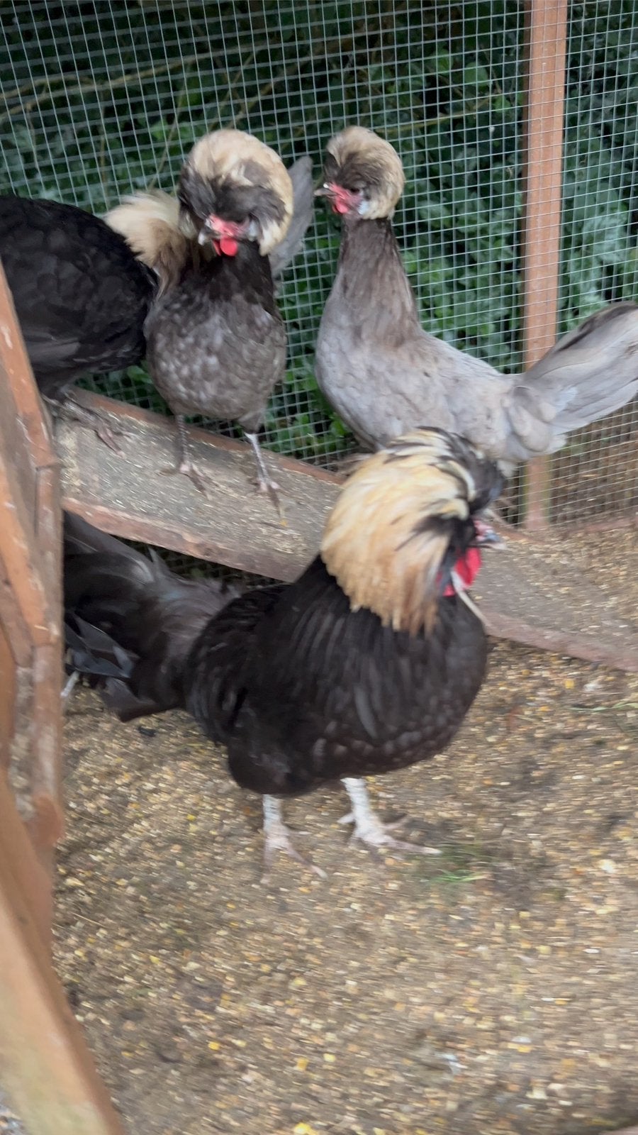 Prachtige foktoom Paduha Kuifhoenders. Haan en  2 hennentjes, Dieren en Toebehoren, Pluimvee, Mannelijk, Kip