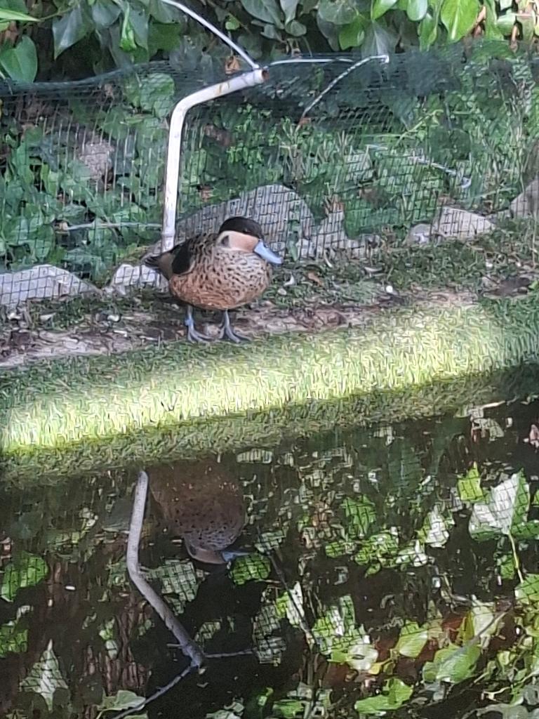 Watervogels, Mannelijk, Eend