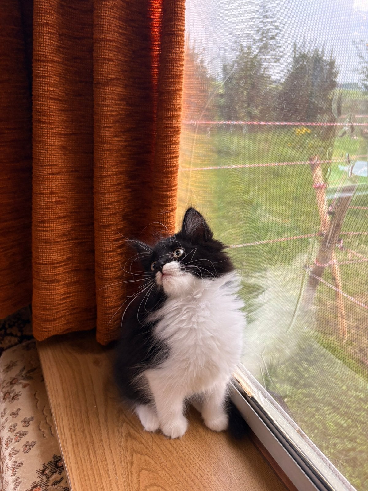 Prachtige Kruising Siberische Kittens, Meerdere dieren, Langharig, 0 tot 2 jaar