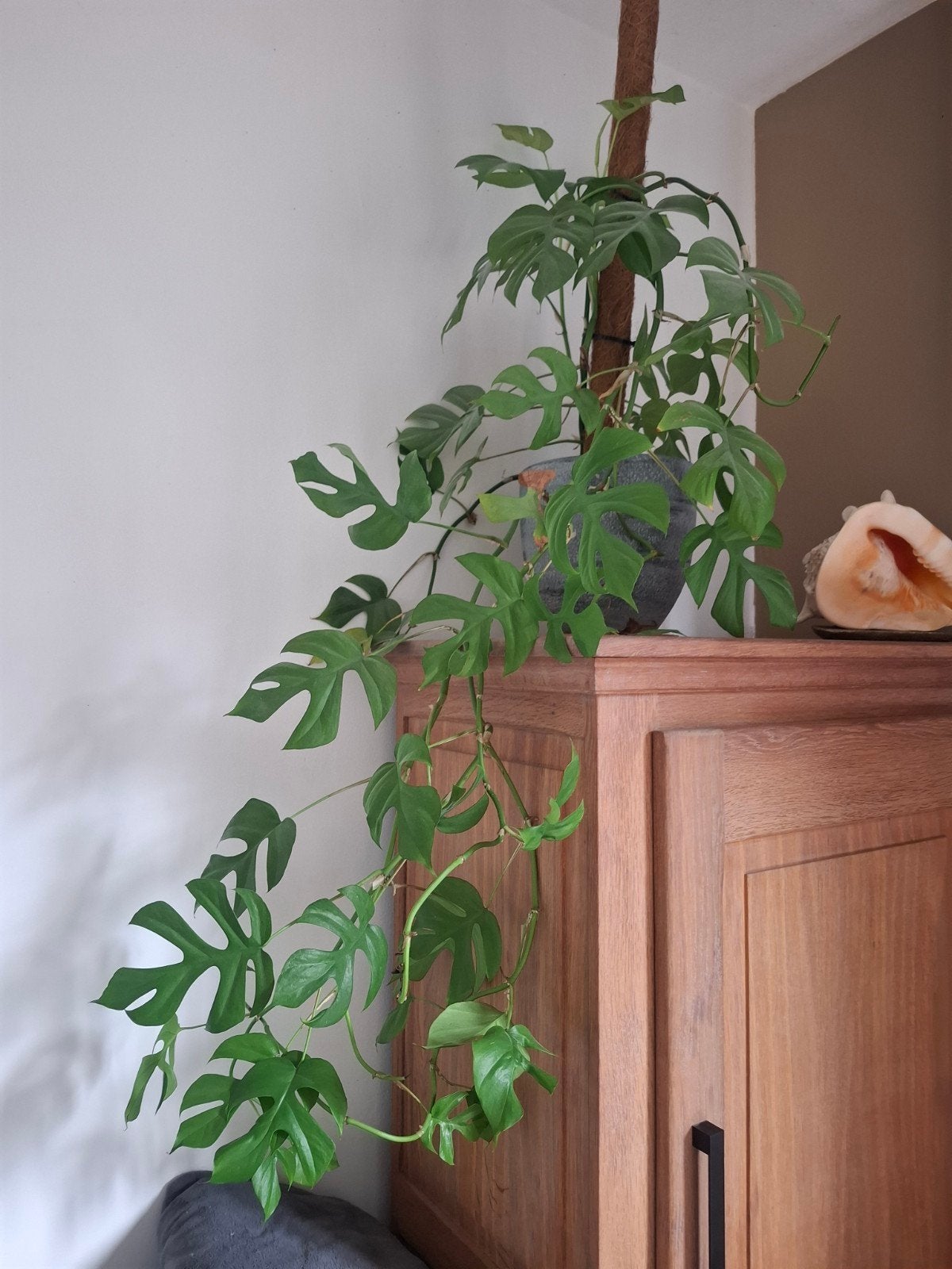 Rhaphidophora tetrasperma (Monstera) nclusief pot, Ophalen, Overige soorten, Volle zon