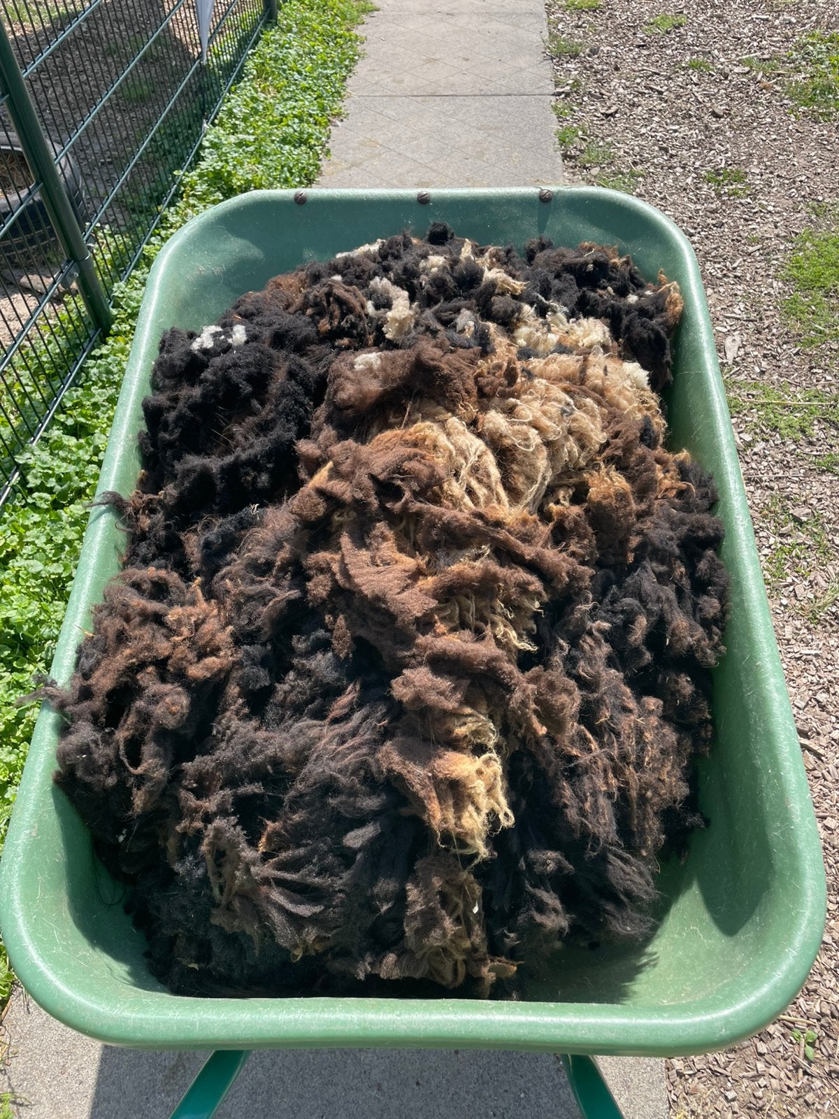 Schapenwol, Meerdere dieren, Schaap