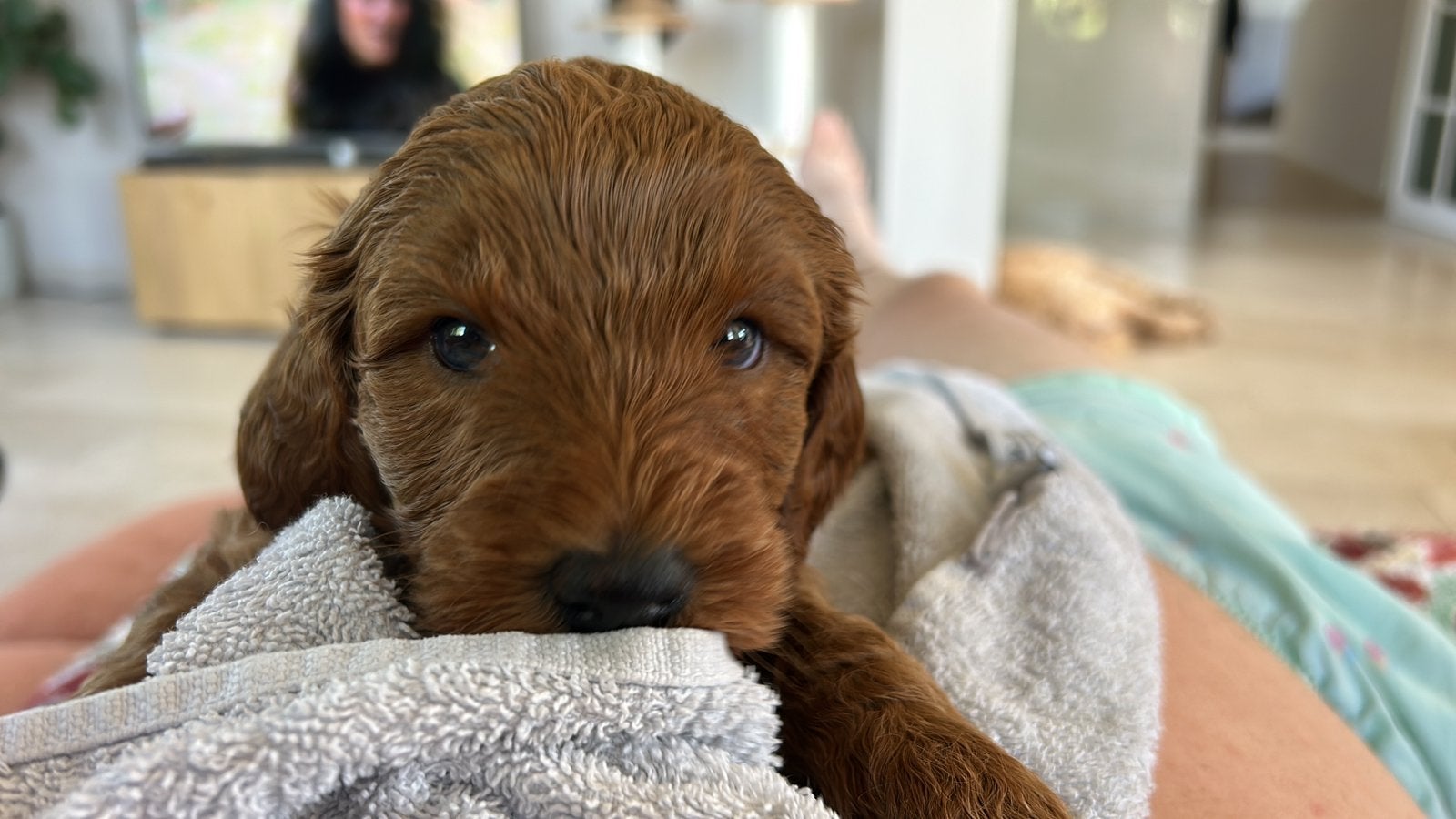 Wegens annulering nog 1 prachtige Labradoodlepup beschikbaar, Dieren en Toebehoren, Overige rassen, 8 tot 15 weken, Meerdere, Meerdere dieren