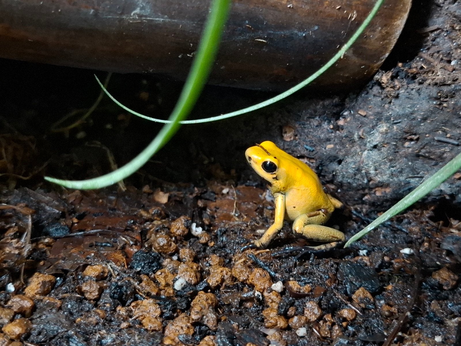 4x Phyllobates Bicolor 0.0.4. Frog photo 3