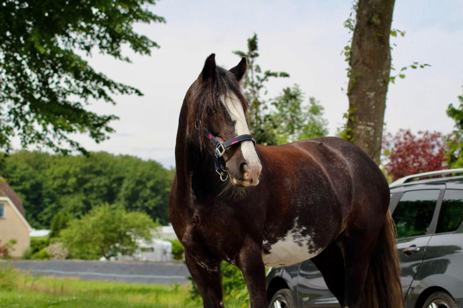 Verzorger gezocht in almere buiten, Ophalen of Verzenden
