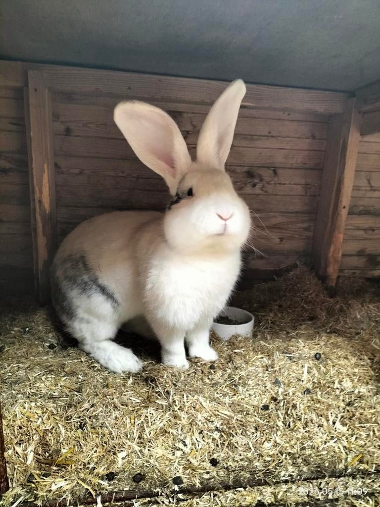 Prachtige grijs-bonte Vlaamse reus ram, Dieren en Toebehoren, Konijnen, Mannelijk, Groot, 0 tot 2 jaar