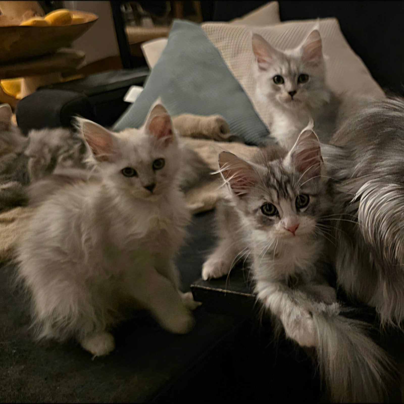 Drie lieve Maine Coon kitten poesjes, ouders breed getest., Dieren en Toebehoren, Poes, Met stamboom, 0 tot 2 jaar