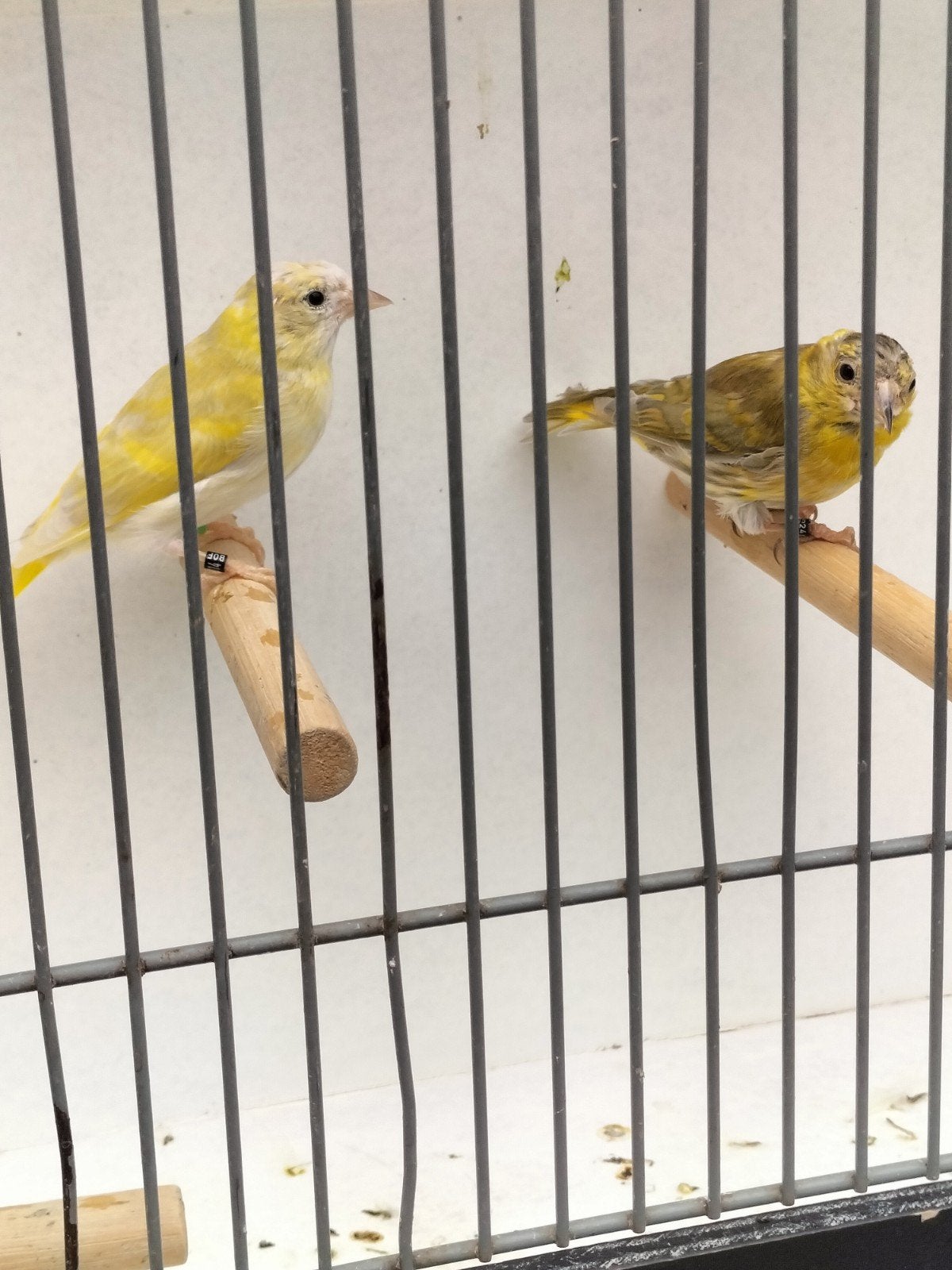 2 koppels sijzen, Dieren en Toebehoren, Vogels | Overige Vogels, Meerdere dieren, Wildzangvogel