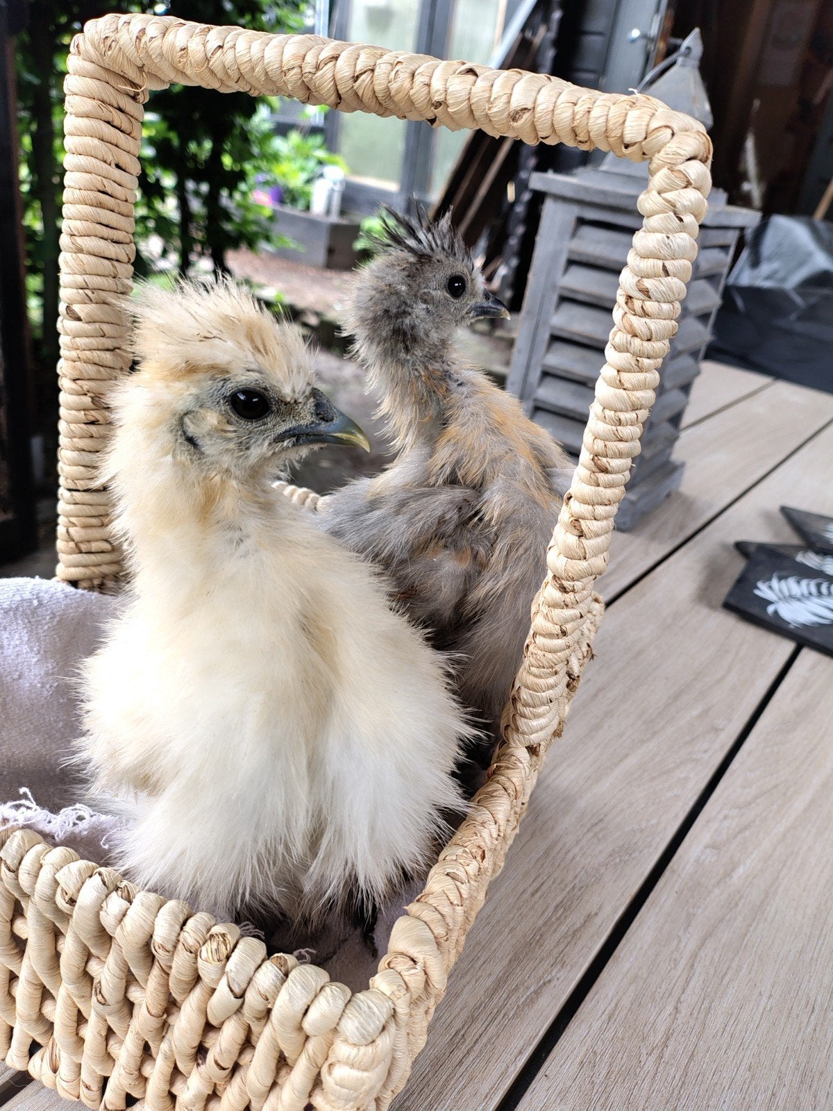 2 zijdehoen krielkuikens, Dieren en Toebehoren, Geslacht onbekend, Kip