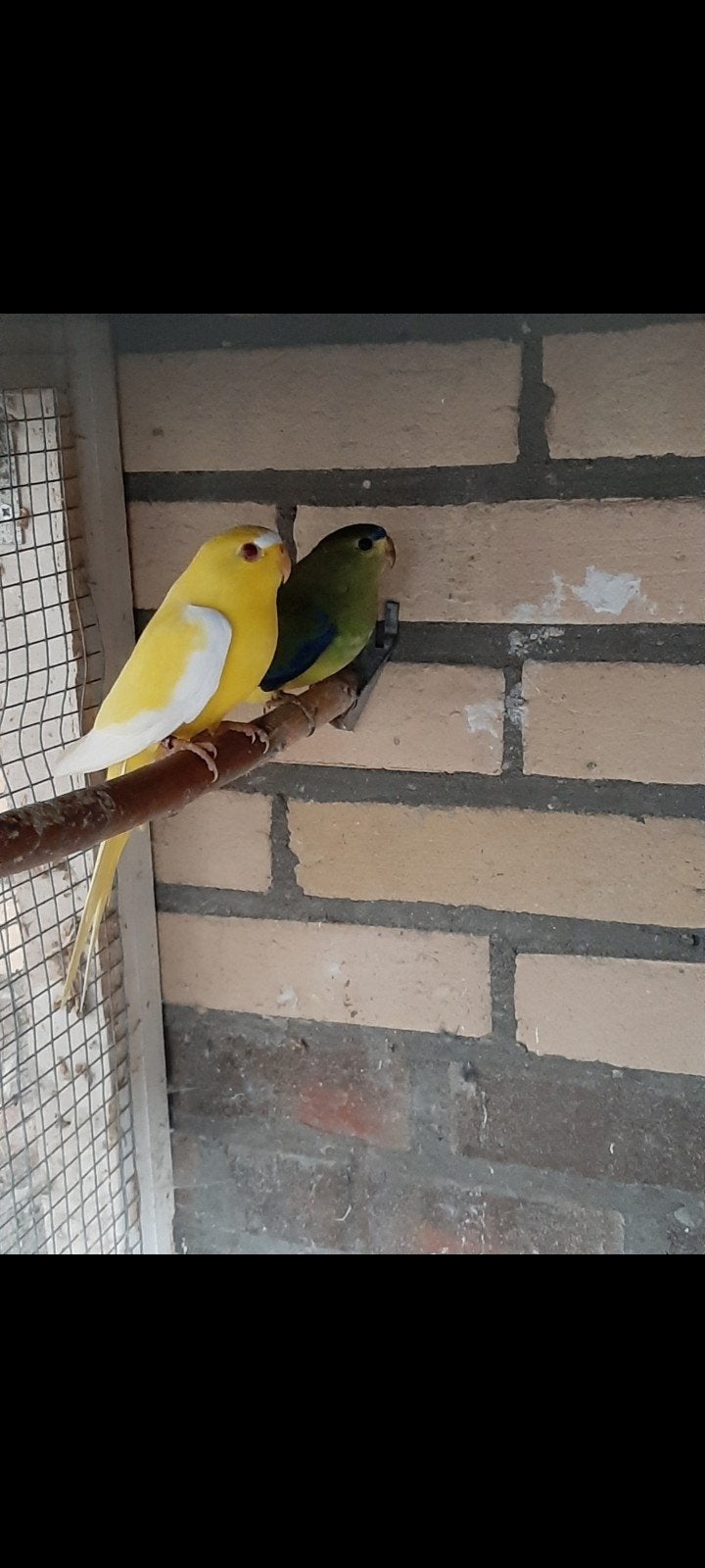 Koppel eleganten, Meerdere dieren, Parkiet, Geringd