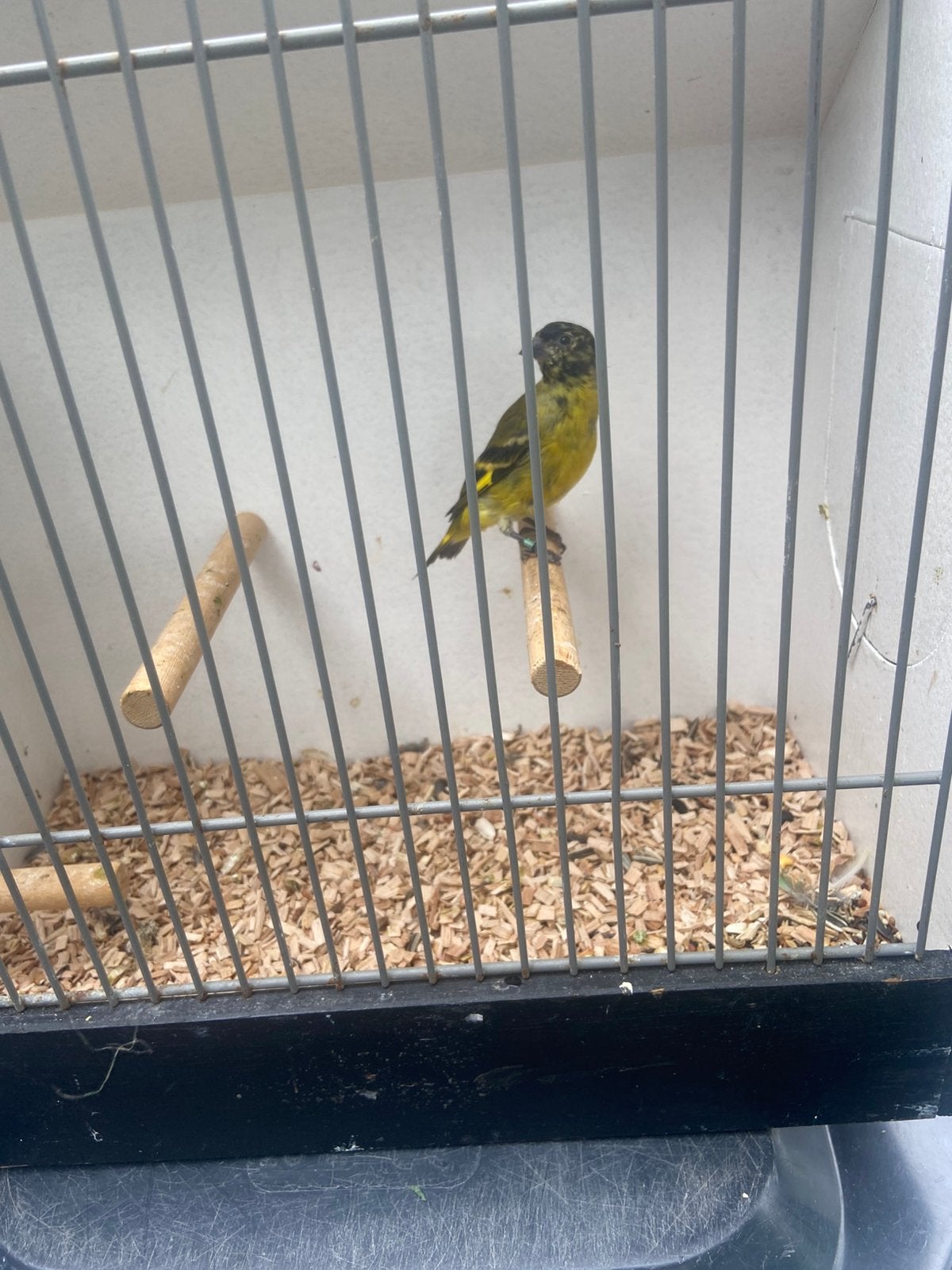 Te koop zwartkopsijs man, Mannelijk, Wildzangvogel, Geringd