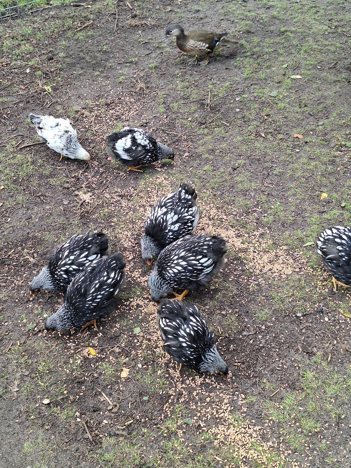 Wyandotte groot zilver zwart gezoomd, Dieren en Toebehoren