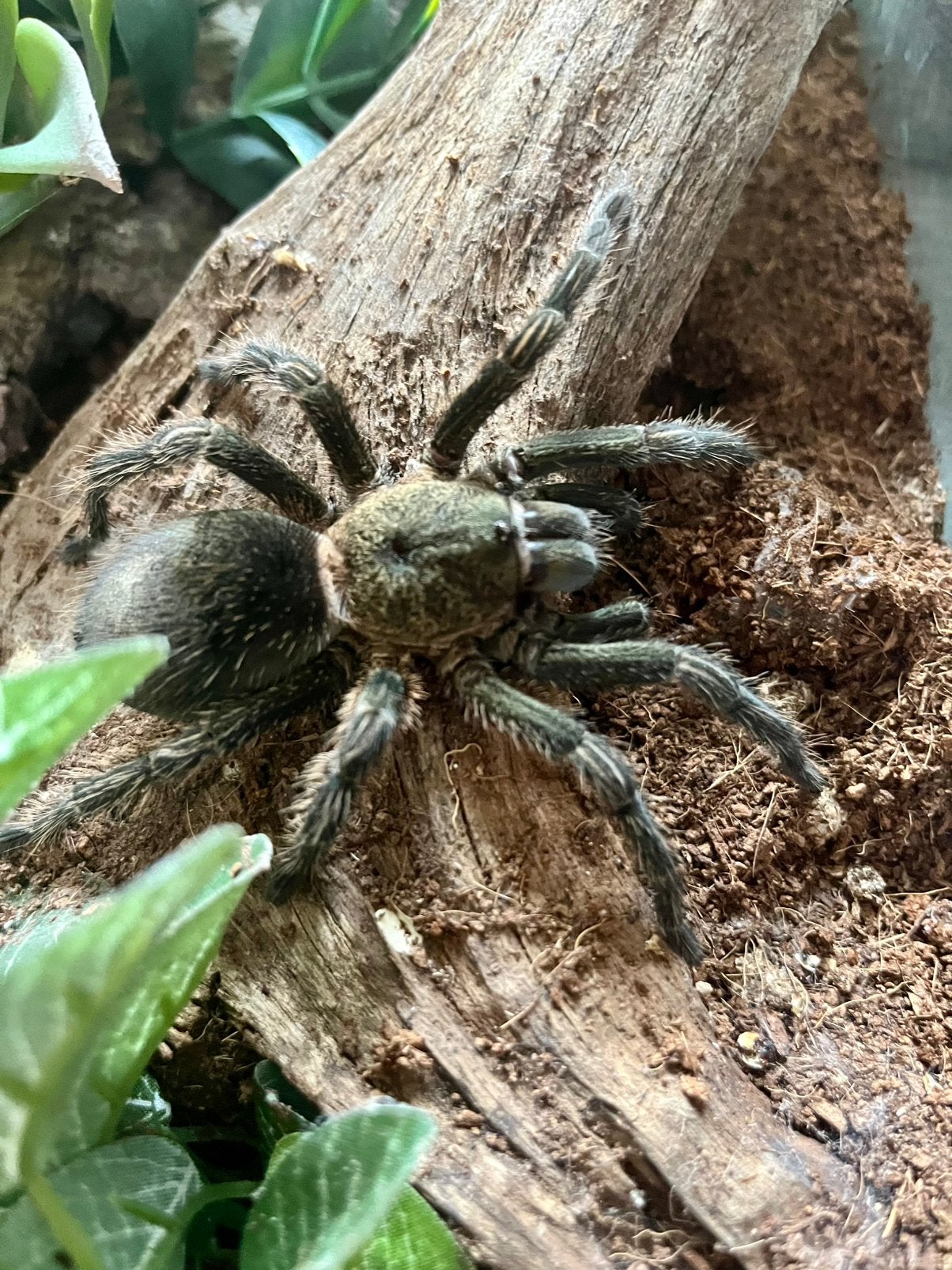 Beazilian  Black vogelspin (Grammostola pulchra), Dieren en Toebehoren, Spin of Schorpioen