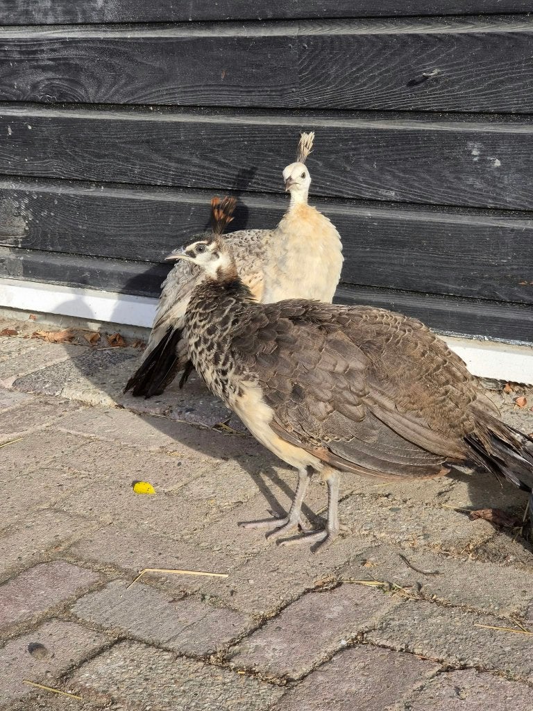 2 jonge pauwen, Vrouwelijk, Overige soorten