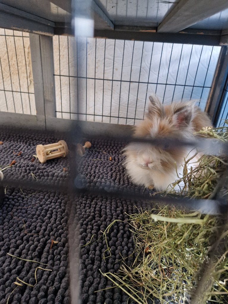 thuis voor ons Teddy-konijn, van 9 maanden oud., Ophalen, Gebruikt, 90 cm of meer, Konijn