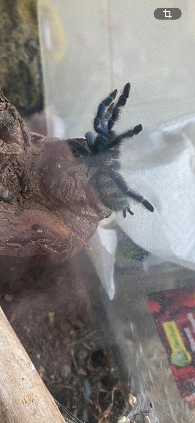 Caribena versicolor
