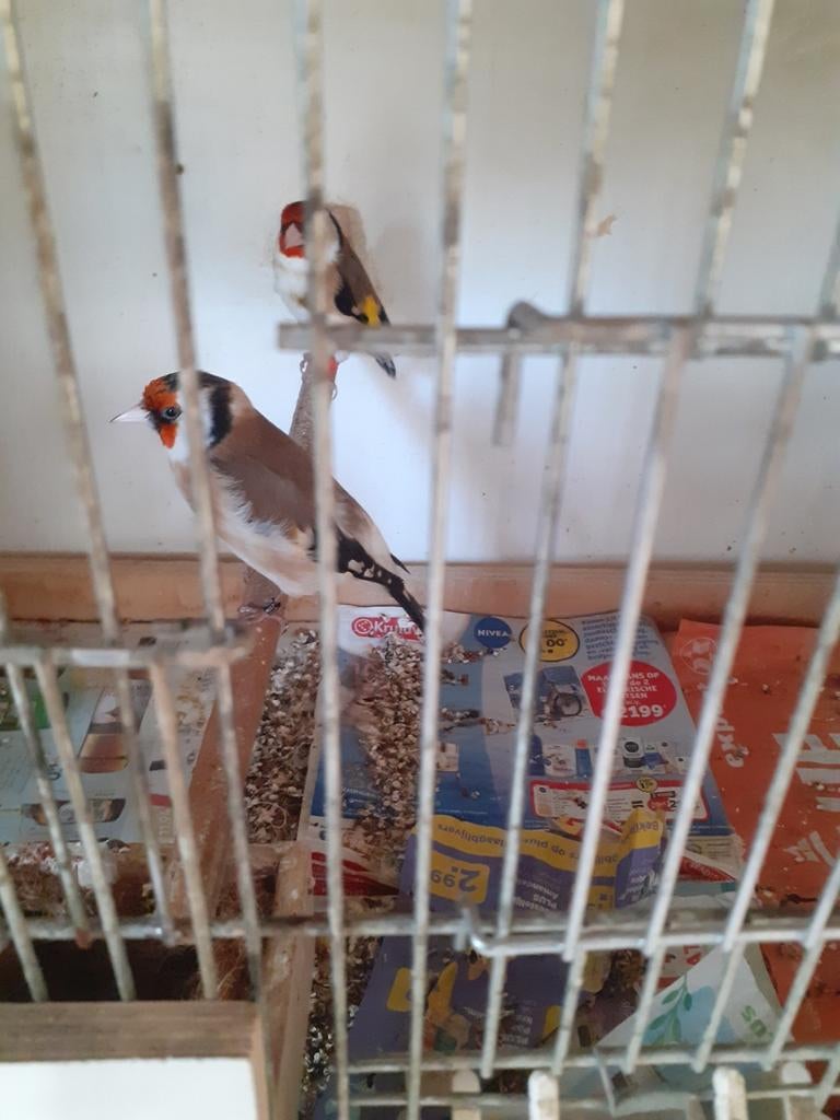 Koppel majoor putters goed geringd 2025, Dieren en Toebehoren, Vogels | Overige Vogels, Meerdere dieren, Wildzangvogel, Geringd