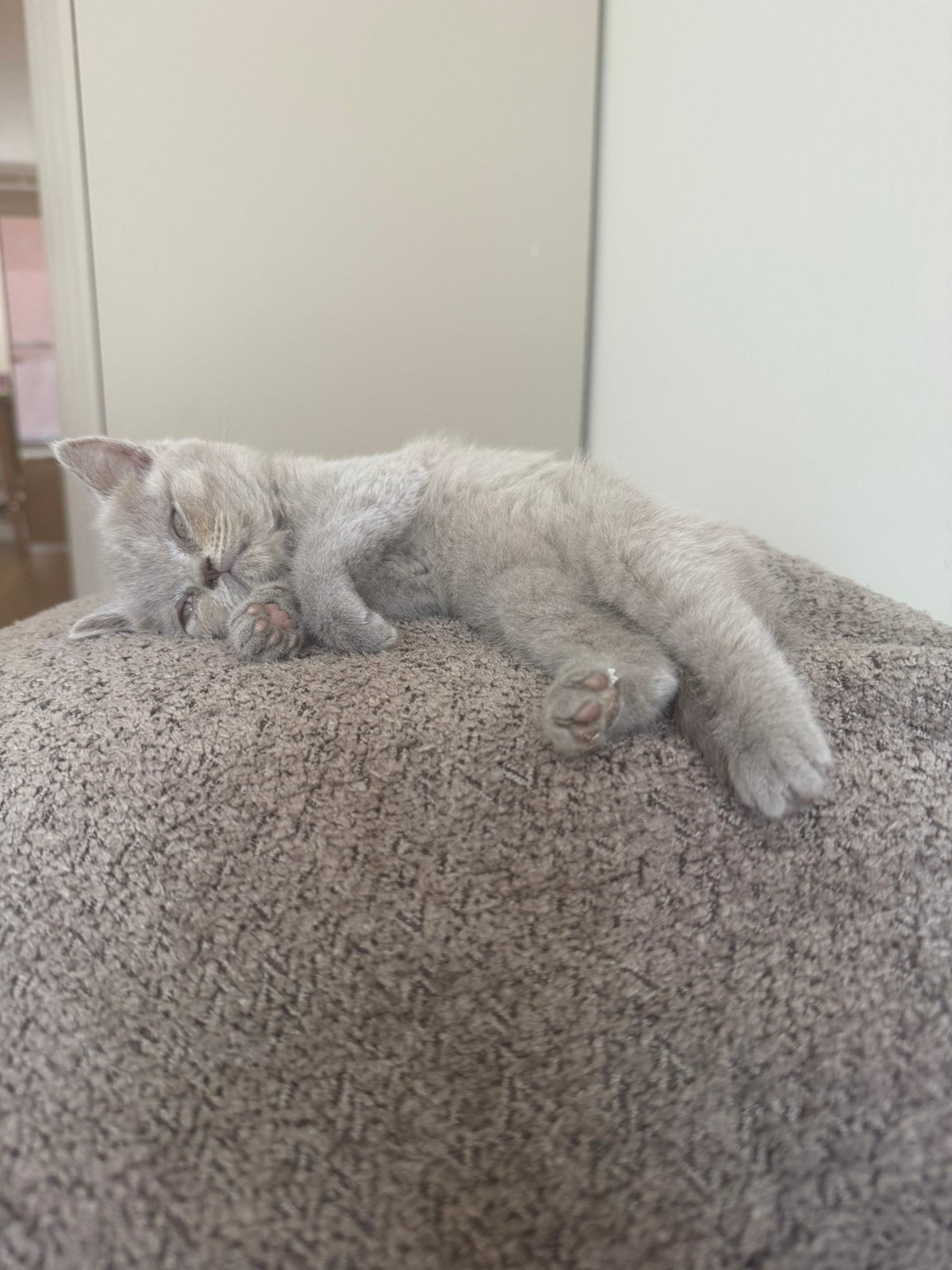 Britse korthaar Kitten 12 weken oud, Poes, Ontwormd