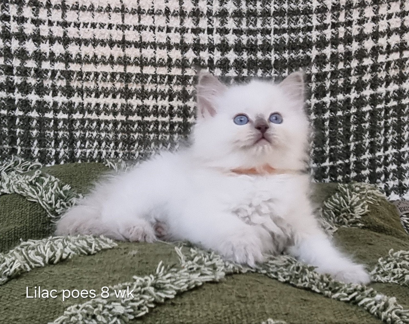 Ragdoll kittens met stamboom, Meerdere dieren, Met stamboom