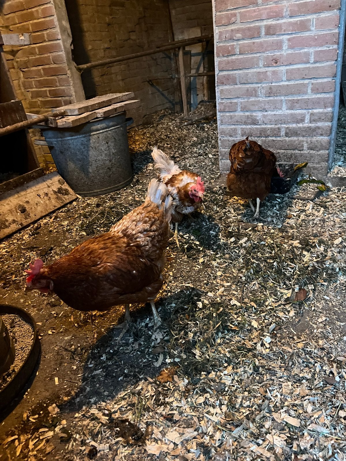3 kippen, Vrouwelijk, Kip