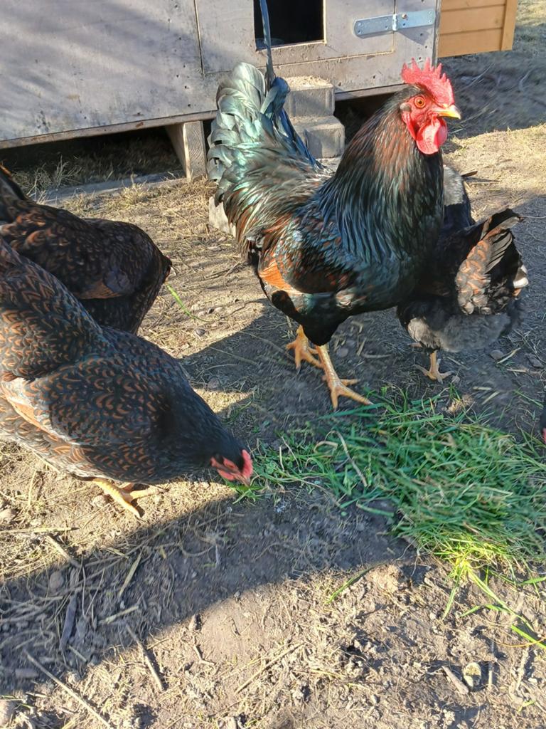 Broedeieren barnevelder dubbelgezoomd goud, Dieren en Toebehoren, Geslacht onbekend, Kip