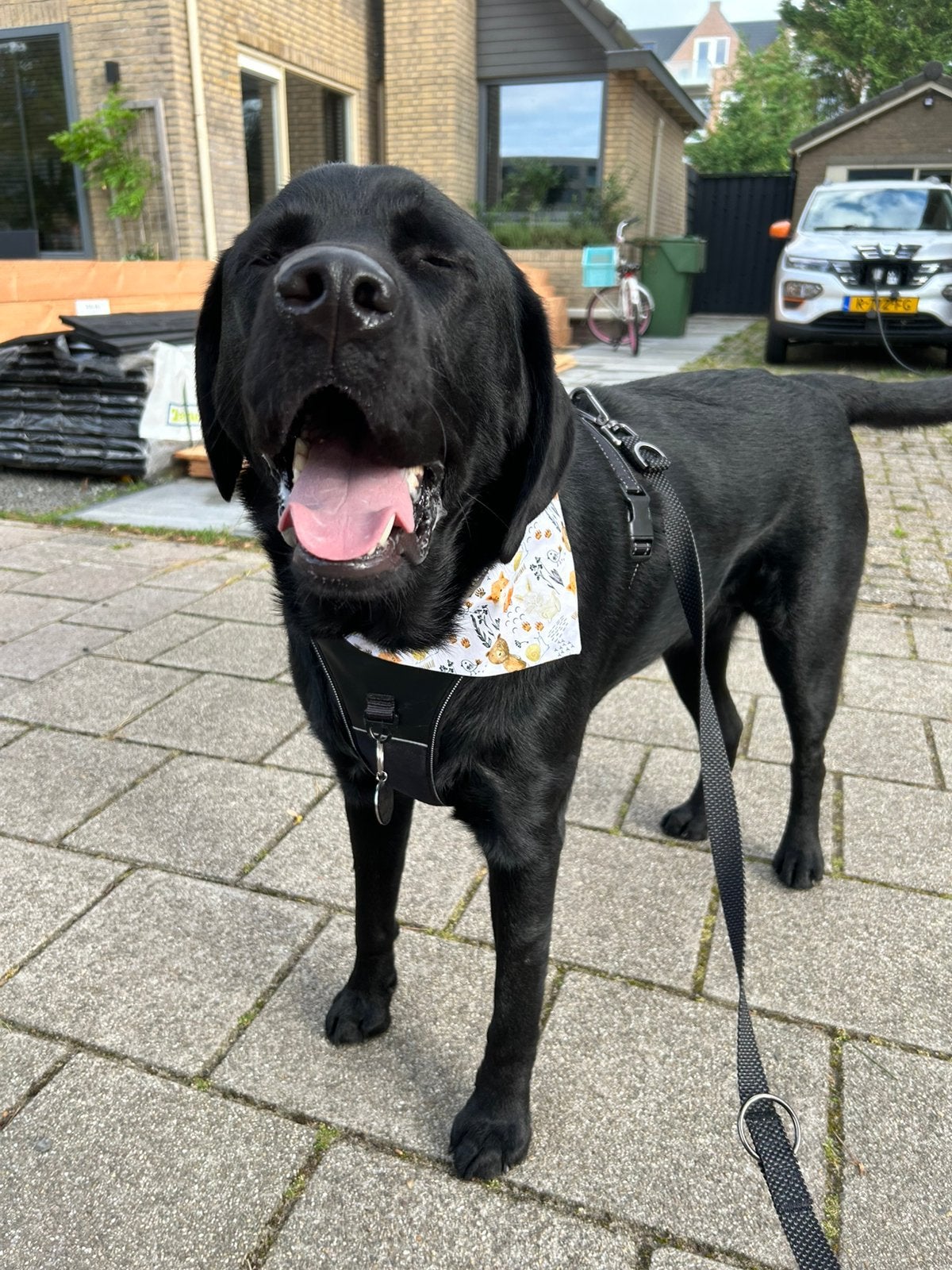 Labrador zoekt nieuw huisje, Reu, CDV (hondenziekte), Groot, Eén hond