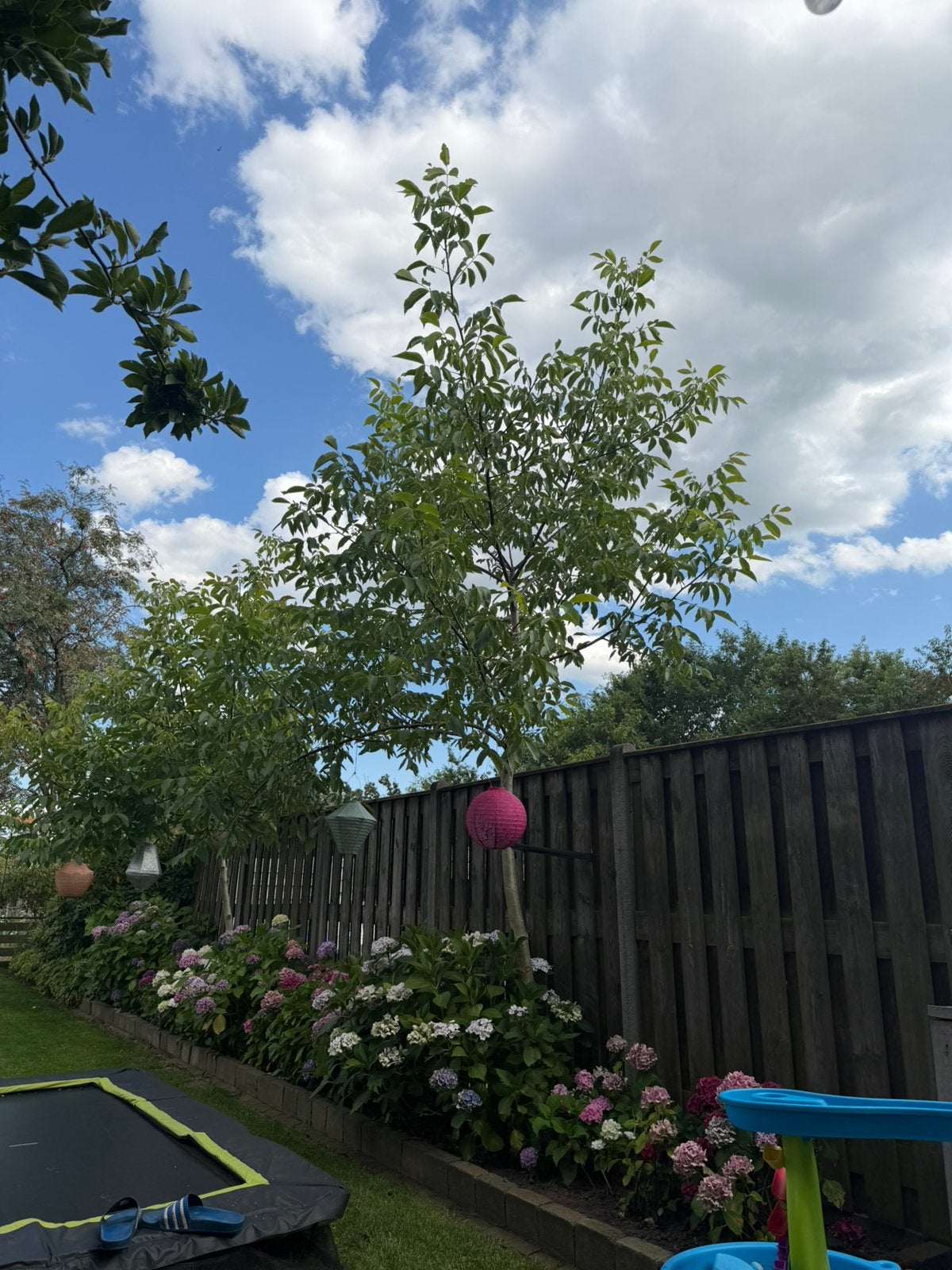 Walnotenboom (Juglans regia), Ophalen, Volle zon, Overige soorten