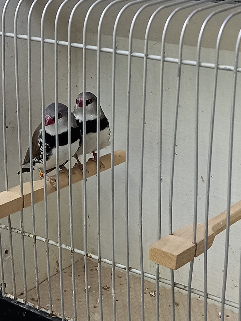 VOGELS TE KOOP, Meerdere dieren, Tropenvogel, Geringd