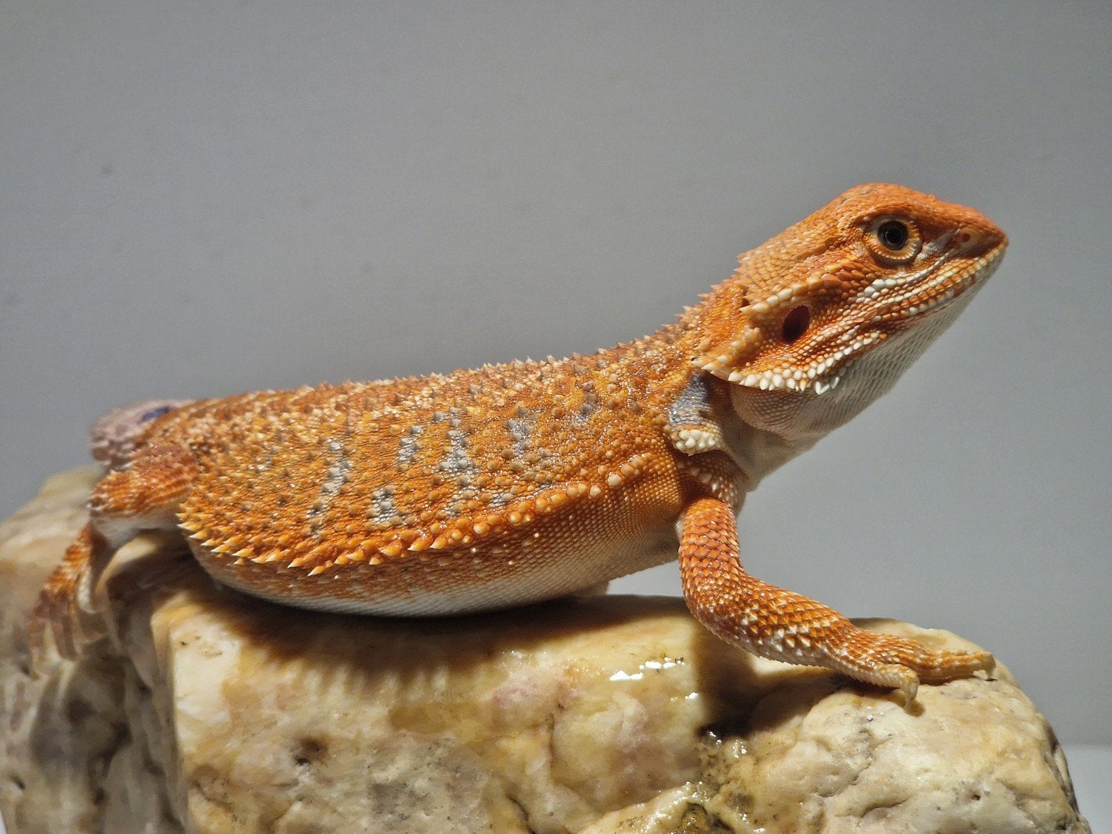 DRACO REPTILES – Prachtige Baardagaam Nakweek Bearded Dragon photo 24