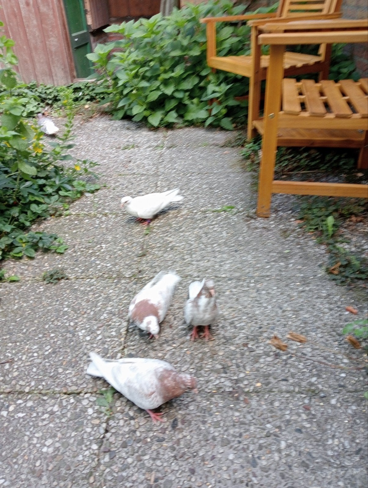 Kumrus! Fluitduifjes?, Meerdere dieren, Eend