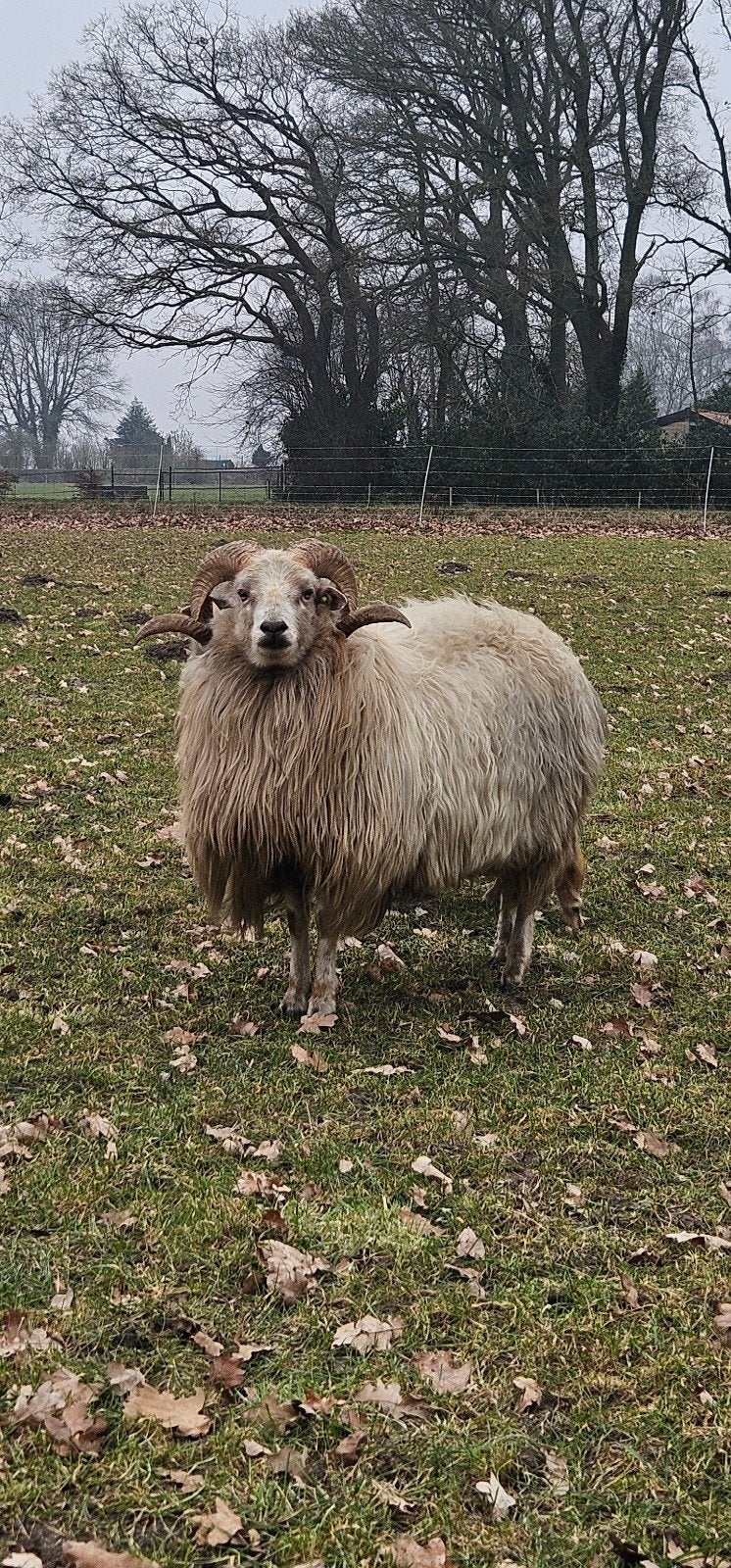 Dekram Drents Heideschaap, Mannelijk, Schaap