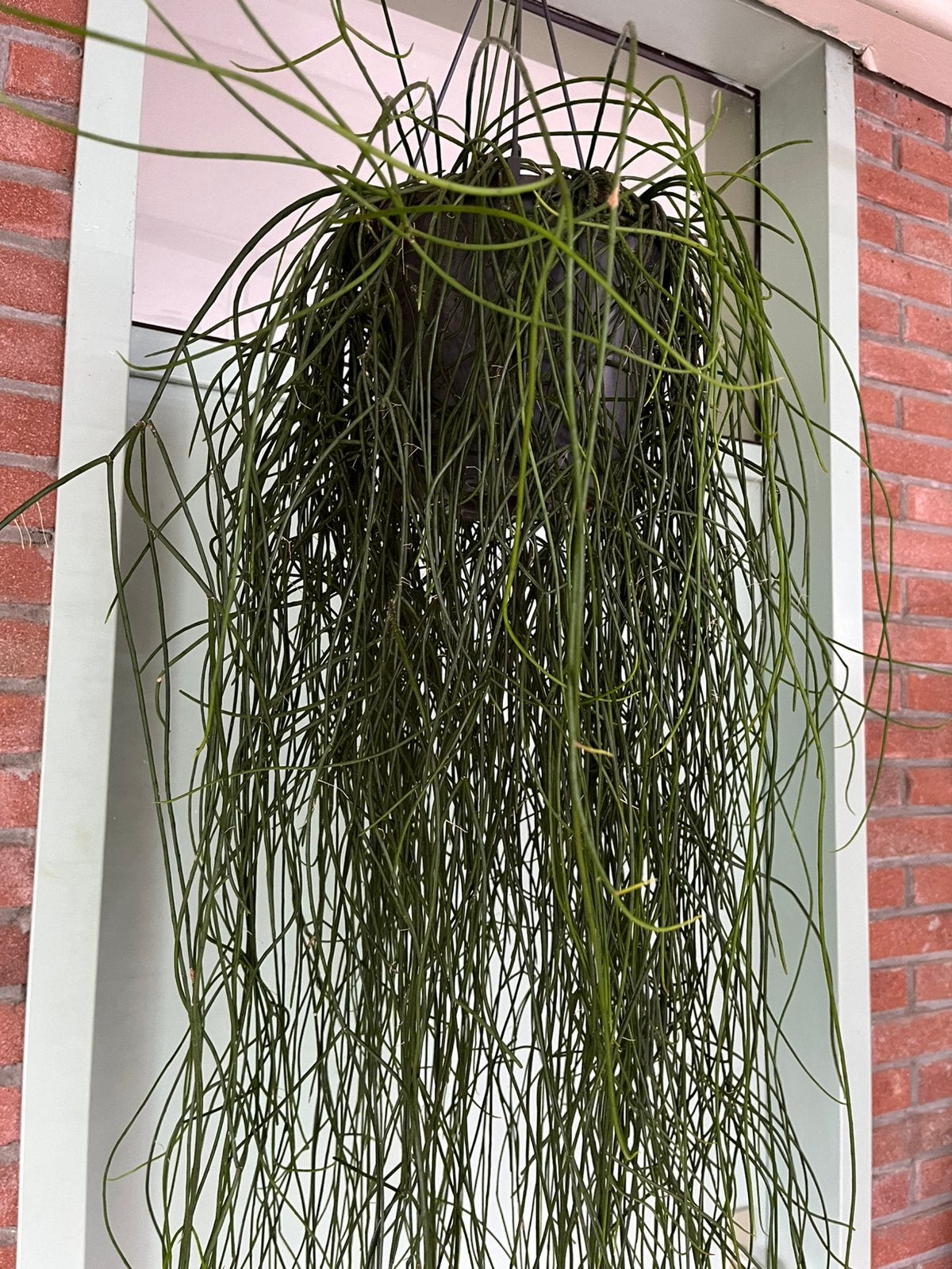 Rhipsalis floccosa, Ophalen of Verzenden, Halfschaduw, 100 tot 150 cm