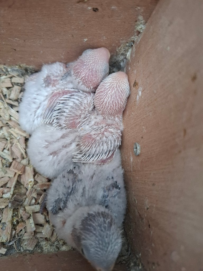 Agapornis roseicollie babys handtam, Geslacht onbekend, Dwergpapegaai of Agapornis, Tam
