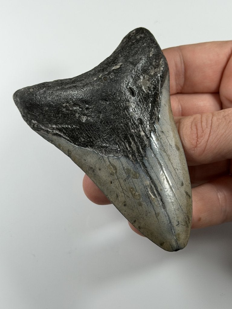 Megalodon tand XL -Nergens goedkoper #4, Verzamelen, Ophalen of Verzenden, Fossiel