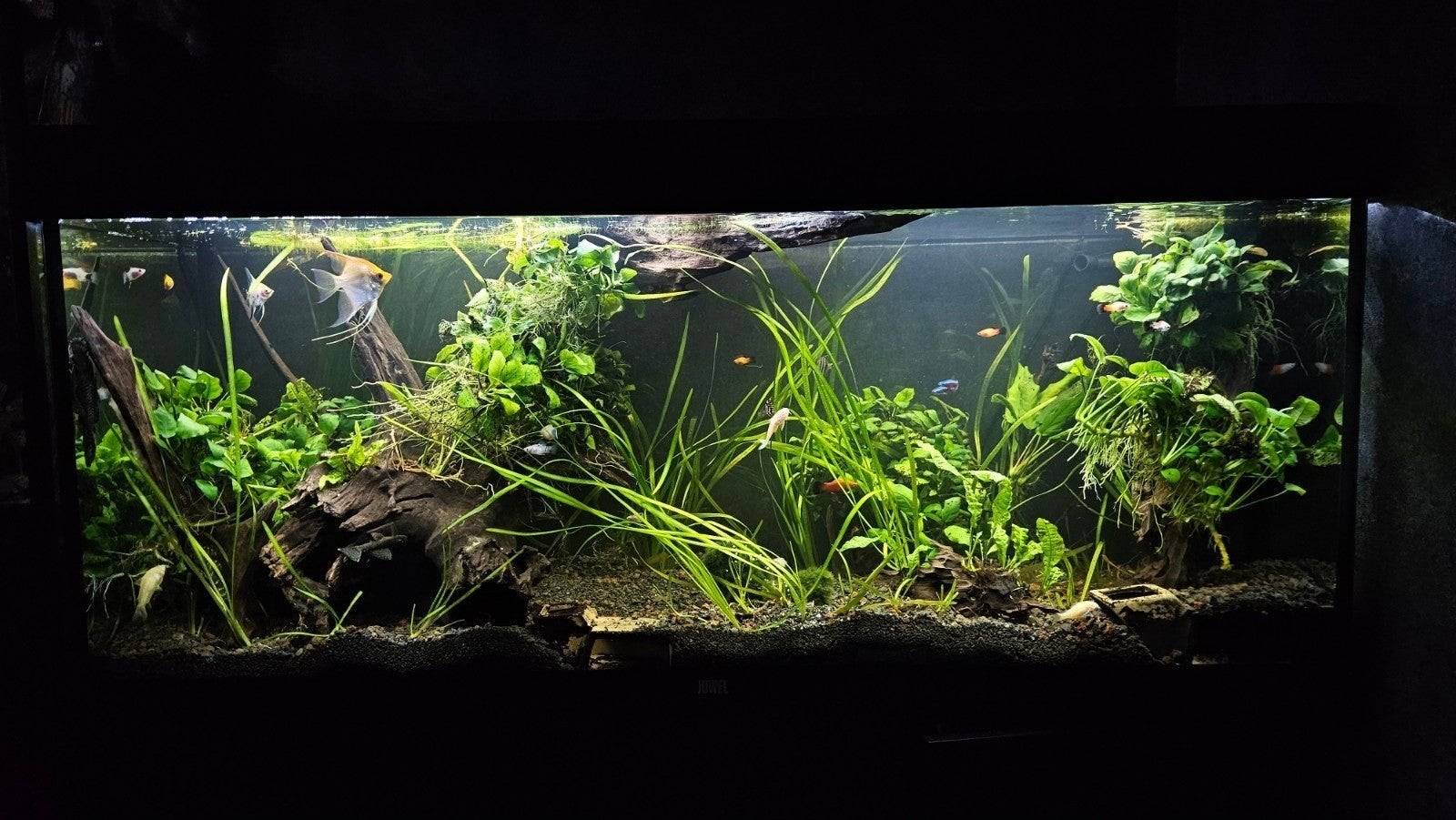 Gezocht: Leuke vissen gezocht voor 240L aquarium, Vis, Zoetwatervis, Schoolvis